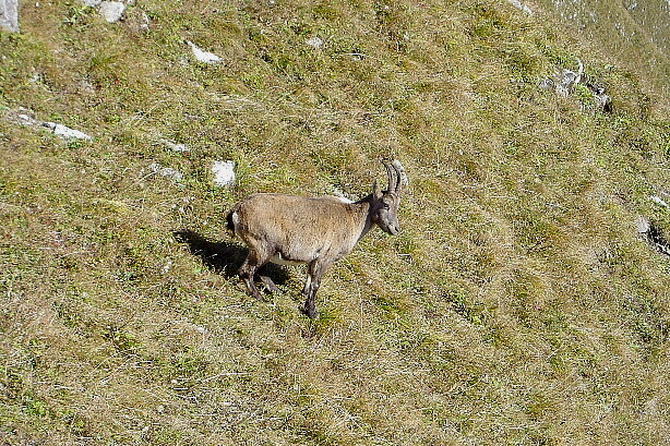 The first ibex