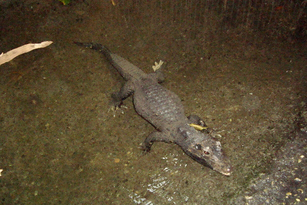 African dward crocodile