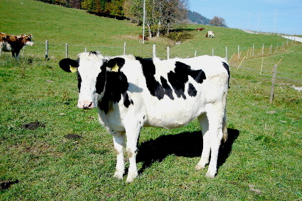 Cow from Fribourg
