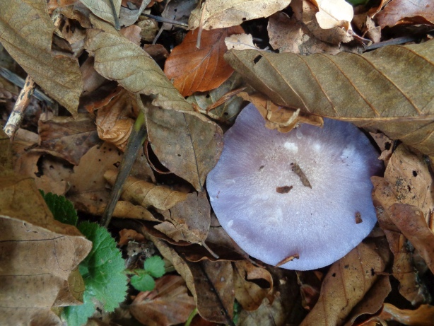 Wood blewit / Clitocybe nuda