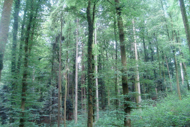 Bremgarten forest