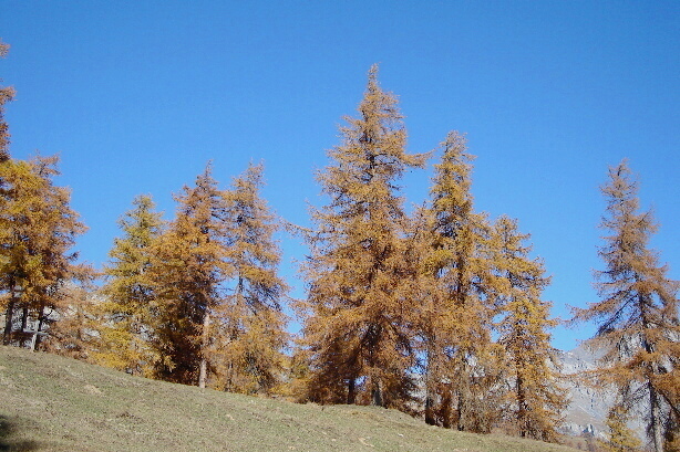 Larch trees