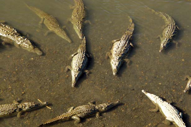 Crocodiles in the Tarcoles River