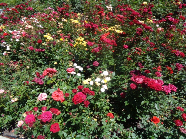 Garden of roses