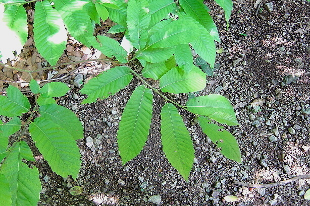 Leaves of chestnut