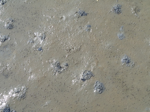 Traces of wadden worms