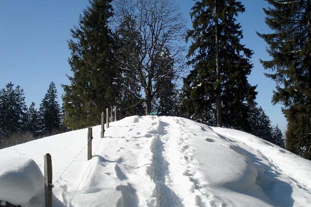Summit of  Winterberg (1217m)